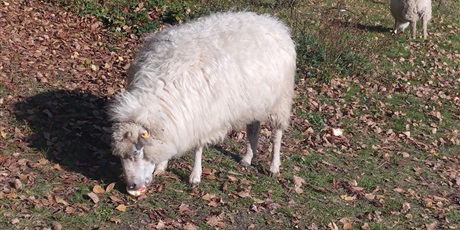 Powiększ grafikę: jabloniowy-sad-649436.jpg