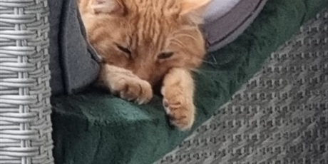 Powiększ grafikę: razem-mozemy-wiecej-pomagamy-zwierzakom-z-promyka-667215.jpg