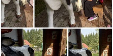 Powiększ grafikę: wizyta-na-farmie-alexa-717504.jpg